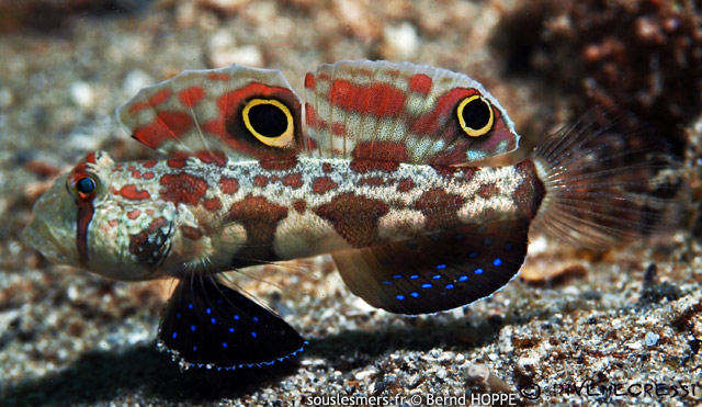 Signigobius biocellatus - gobie  deux ocelles