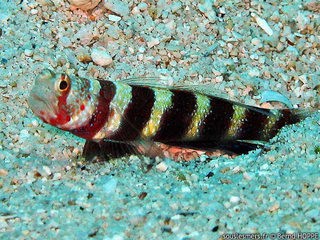Amblyeleotris wheeleri - gobie splendide