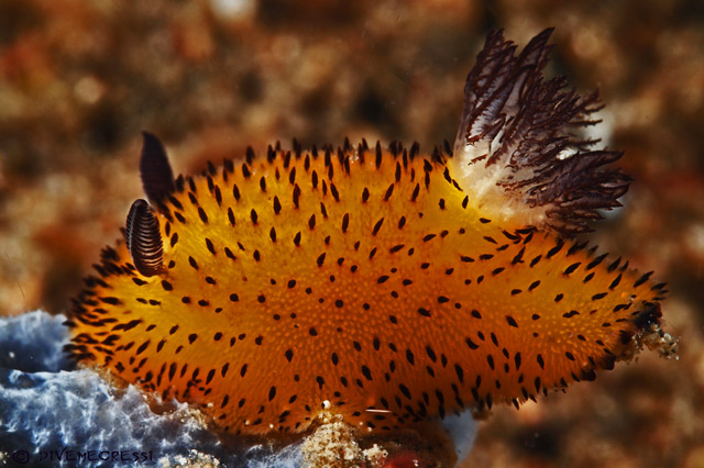Jorunna parva - jorunna lapin de mer