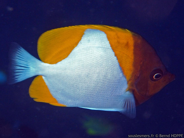 Hemitaurichthys polylepis - poisson-papillon pyramide jaune