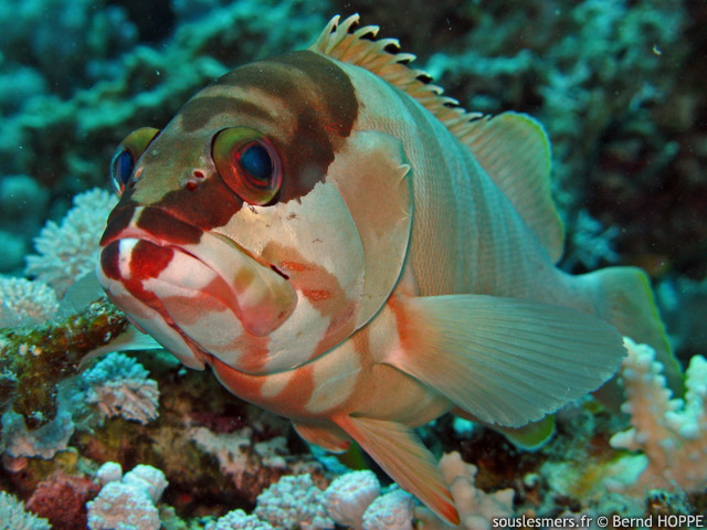 Epinephelus fasciatus - mrou pointes noires