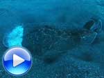 Torpedo fuscomaculata - raie torpille tachetée : vidéo
