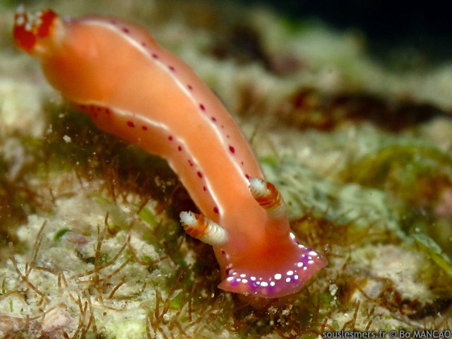 Thorunna australis - thorunna australe