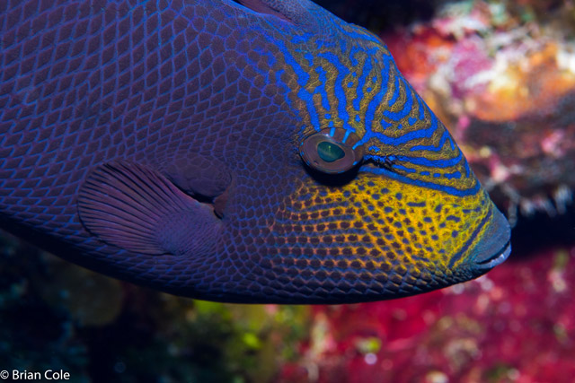 Melichthys niger - baliste noir