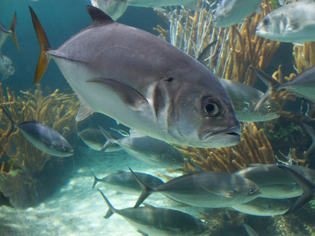 Caranx latus - carangue gros yeux