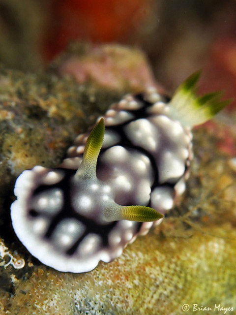 Goniobranchus geometricus - chromodoris gomtrique