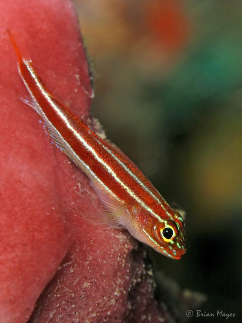 Helcogramma striata - triptrygion stri