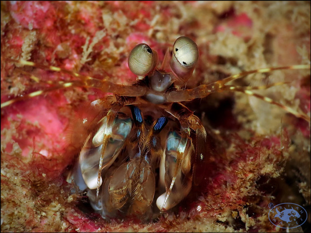 Haptosquilla stoliura - squille  maxillipdes bleus