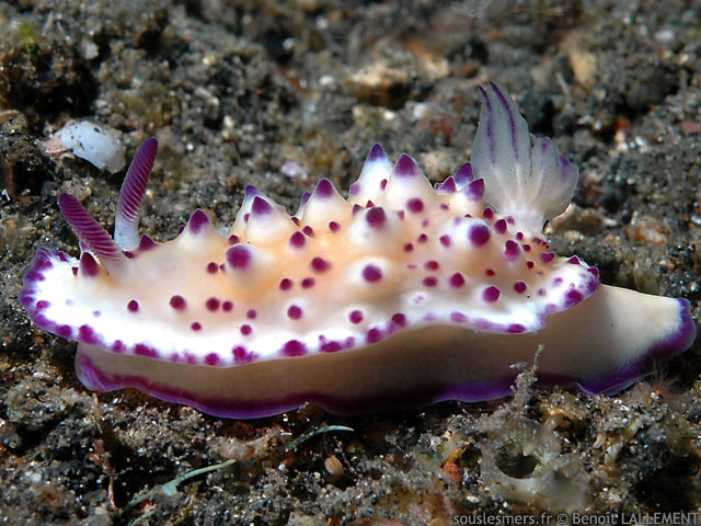 Mexichromis multituberculata - mexichromis  papilles pourpres