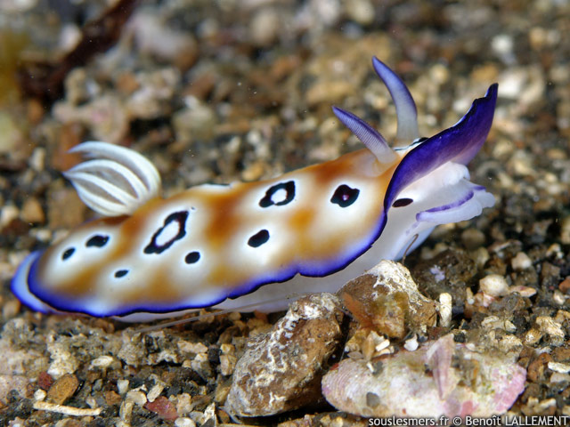 Goniobranchus leopardus - doris lopard