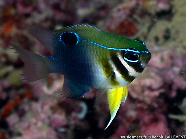 Neoglyphidodon thoracotaeniatus - demoiselle  tte barre
