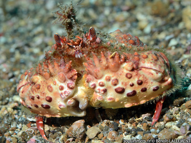 Calappa bicornis - crabe honteux  deux cornes