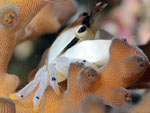 [1886] Tetralia nigrolineata - crabe de corail bandit ou crabe du japon