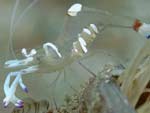 [2150] Ancylomenes magnificus - crevette commensale magnifique