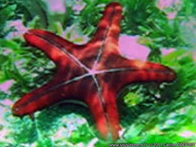 Protoreaster lincki - toile de mer  bosses rouges