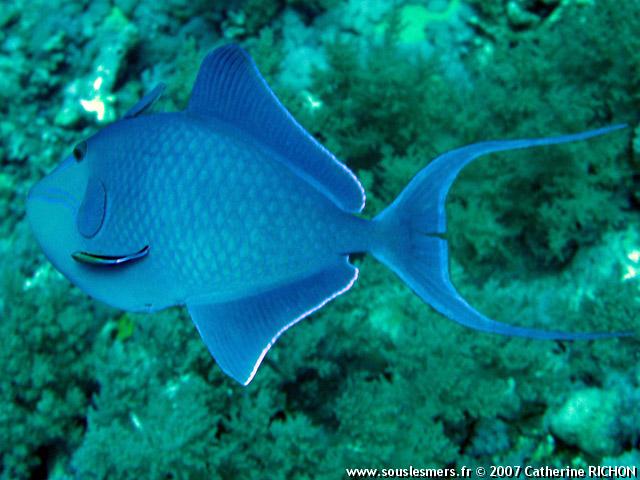 Odonus niger - baliste bleu