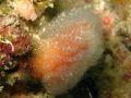 [639] Morchellium argus - flocon pédonculé rouge