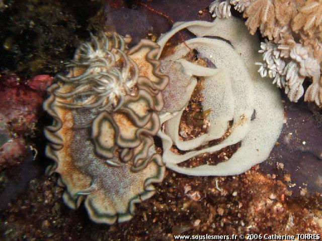 Glossodoris hikuerensis - doris  bord gris