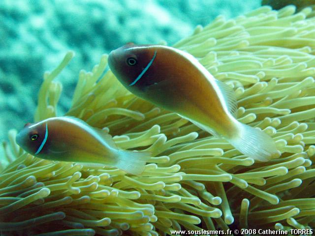 Amphiprion perideraion - poisson-clown  collier