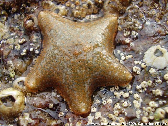 Asterina gibbosa - astrie bossue