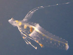 [1424] Ateleopus japonicus - poisson à museau gélatineux du Pacifique