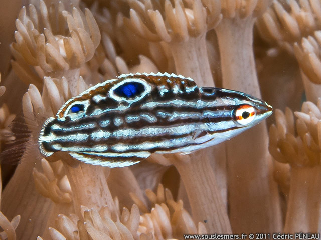 Halichoeres marginatus - labre obscur