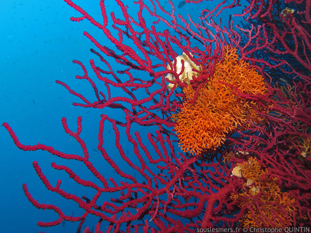 Pentapora fascialis - rose de mer