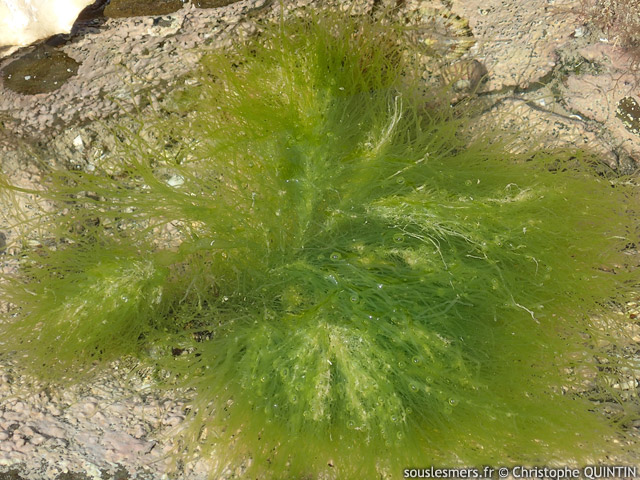 Ulva intestinalis - ulve tubuleuse