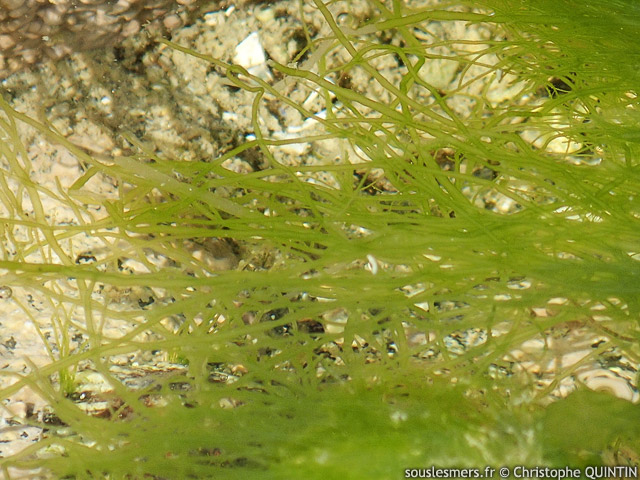 Ulva intestinalis - ulve tubuleuse