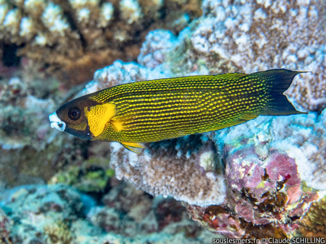 Labropsis polynesica - labre polynsien