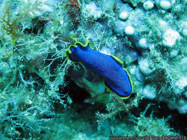 Pseudobiceros ferrugineus - ver plat rouille