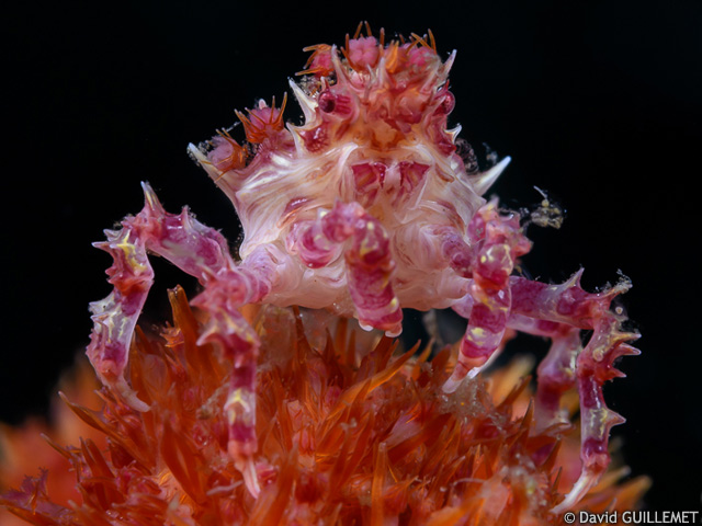 Hoplophrys oatesii - araigne des alcyonaires