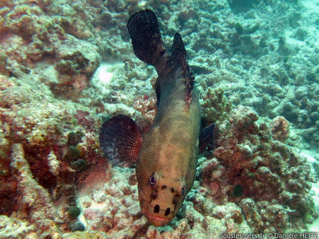 Epinephelus polyphekadion - mrou camouflage