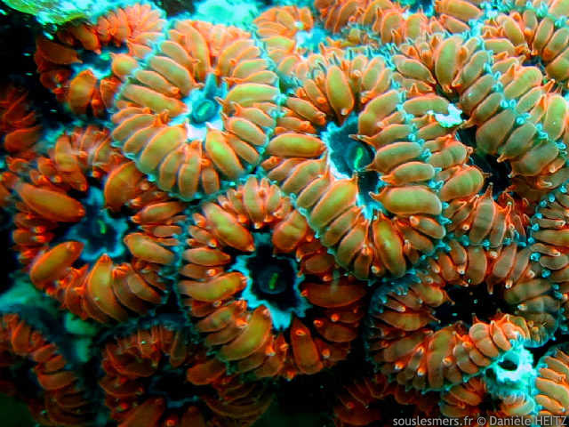 Blastomussa merleti - corail ananas