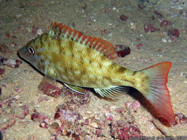 Lethrinus olivaceus - bec de cane olive