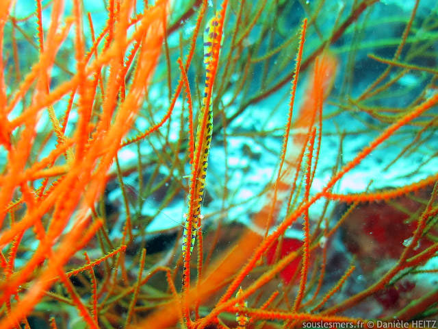 Tozeuma armatum - crevette aiguille