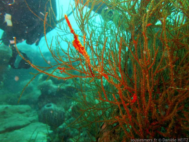 Antipathes lentipinna - corail noir