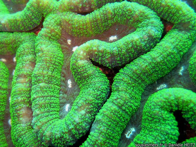 Lobophyllia hemprichii - corail cerveau lob