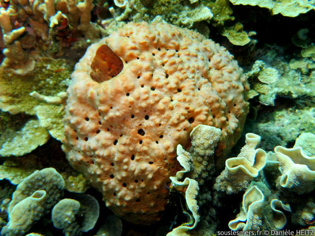 Phakellia stipitata - ponge gobelet nodule