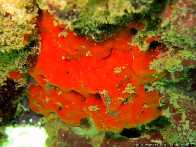Clathria (Microciona) atrasanguinea - ponge encrotante rouge sang