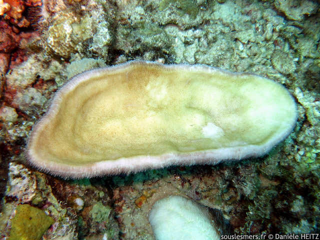 Herpolitha limax - corail-boomerang
