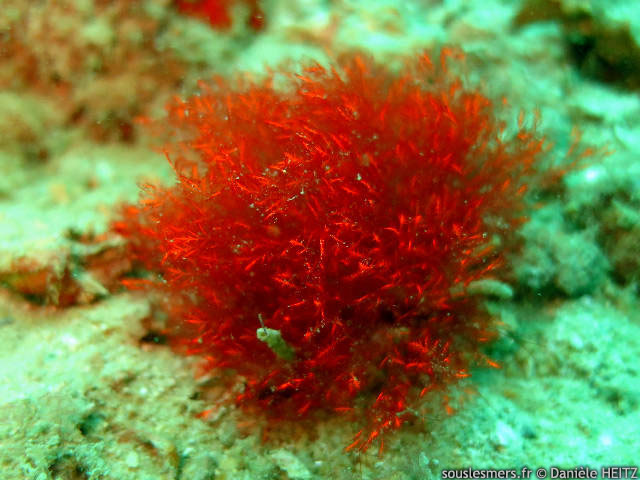 Spongoclonium caribaeum - algue rouge duveteuse