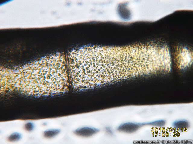 Chaetomorpha linum - algue spaghetti