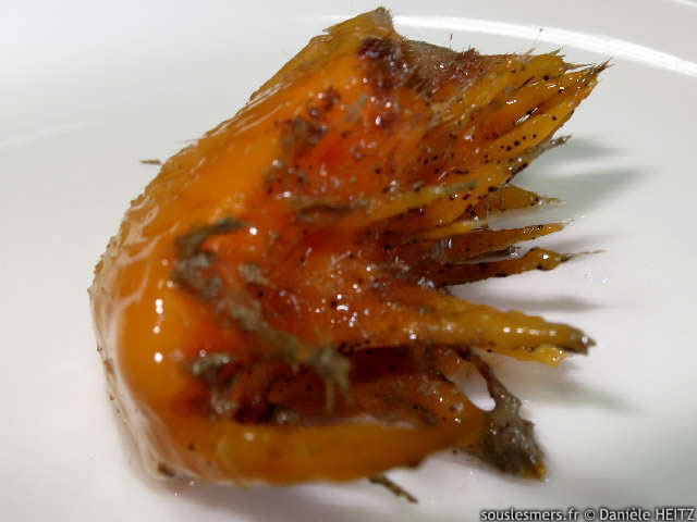 Craniella abracadabra - ponge pineuse orange