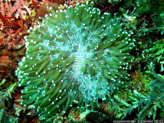 Heliofungia actiniformis - corail anémone