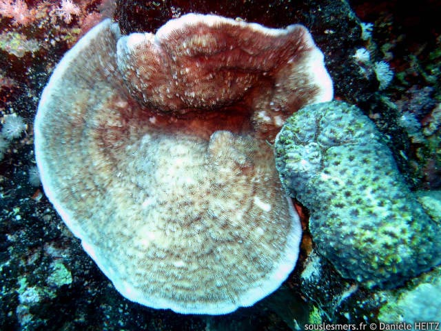 Podabacia crustacea - corail plateau