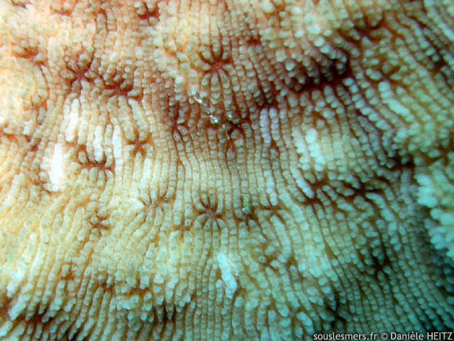 Podabacia crustacea - corail plateau