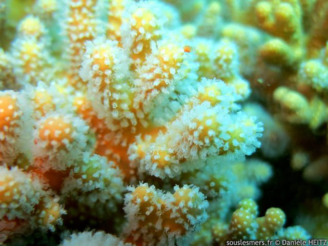 Lobophytum compactum - corail cuir digité