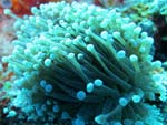 Euphyllia glabrescens - corail flambeau