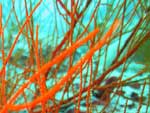 Antipathes lentipinna - corail noir